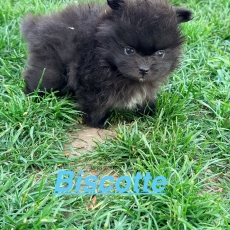 Chiot Spitz Allemand Nain à adopter au prix de 1350 €
