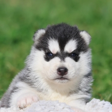 Acheter Husky Sibérien bébé pour 1300 €