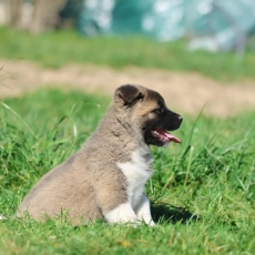 Akita Américain chiot vendu 2000 €