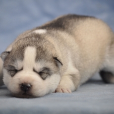 Adoption chiot Husky Sibérien au prix de 1800 €