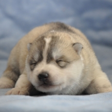 Ce petite mâle Husky Sibérien proposé à l'achat est né le 21/03/2026.