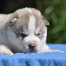 Adoption chiot Husky Sibérien au prix de 1500 €