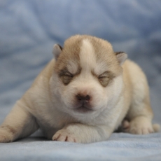 Acheter Husky Sibérien bébé pour 1500 €