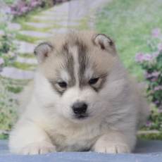 Husky Sibérien chiot vendu 1800 €