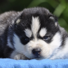 Adoption chiot Husky Sibérien au prix de 1800 €