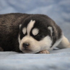 Acheter Husky Sibérien bébé pour 1800 €