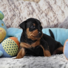 Adoption chiot Pinscher Nain au prix de 1500 €