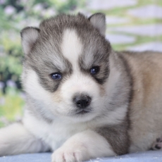 Husky Sibérien chiot vendu 1600 €