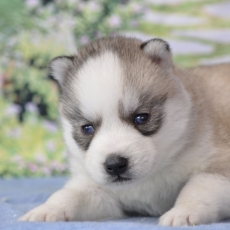 Chiot Husky Sibérien à adopter au prix de 1600 €