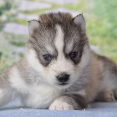 Chiot Husky Sibérien à adopter au prix de 1400 €
