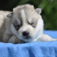 Acheter Husky Sibérien bébé pour 1800 €