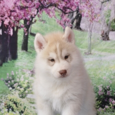 Acheter Husky Sibérien bébé pour 1500 €