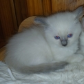 Chat Birman disponible dans le Pas-de-Calais