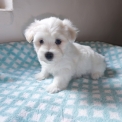 Coton de Tulear disponible dans le Loir-et-Cher