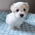 Chiot Coton de Tulear de race – prix 1200 €.