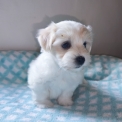 Chien Coton de Tulear proposé par l’élevage La boîte à malice.