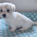 Chiot Coton de Tulear de race – prix 1200 €.