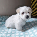 Coton de Tulear disponible dans le Loir-et-Cher