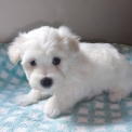 Chien Coton de Tulear proposé par l’élevage La boîte à malice.
