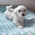 Coton de Tulear disponible dans le Loir-et-Cher