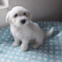 Coton de Tulear disponible dans le Loir-et-Cher