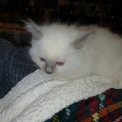 Chaton Chat Birman à adopter au prix de 1200 €