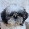 Chien Shih Tzu proposé par l’élevage Boule de poil au grand coeur.