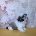 Chiot Shih Tzu de race – prix 1460 €.