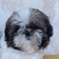 Ce petite m�le Shih Tzu propos� � l'achat est n� le 03/01/2026.