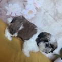 Ce petite m�le Shih Tzu propos� � l'achat est n� le 03/01/2026.