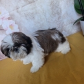 Chiot Shih Tzu � vendre au prix de 1460 � vaccin� et identifi�.