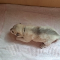 Chiot Husky Sibérien de race  en région Nouvelle-Aquitaine.