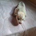 Husky Sibérien disponible dans les Deux-Sèvres