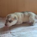 Chiot Husky Sibérien de race  en région Nouvelle-Aquitaine.