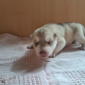 Chiot Husky Sibérien de race  en région Nouvelle-Aquitaine.