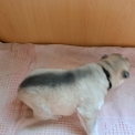 Chiot Husky Sibérien de race – prix 950 €.