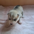 Husky Sibérien disponible dans les Deux-Sèvres