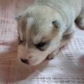Husky Sibérien disponible dans les Deux-Sèvres