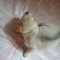 Chiot Husky Sibérien de race – prix 950 €.
