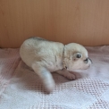 Chiot Husky Sibérien de race – prix 950 €.