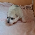Chiot Husky Sibérien de race – prix 950 €.