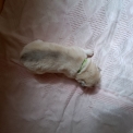 Chiot Husky Sibérien de race  en région Nouvelle-Aquitaine.
