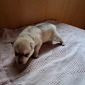 Chiot Husky Sibérien de race  en région Nouvelle-Aquitaine.