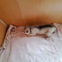 Chien Husky Sibérien proposée par l’élevage OF WOLVES CHILDREN OF THE MOON.