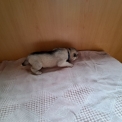 Husky Sibérien disponible dans les Deux-Sèvres