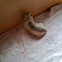 Chiot Husky Sibérien de race – prix 950 €.