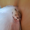 Husky Sibérien disponible dans les Deux-Sèvres