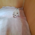 Chiot Husky Sibérien de race – prix 950 €.