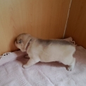 Chiot Husky Sibérien de race – prix 950 €.