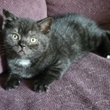 British Shorthair disponible dans l'Essonne